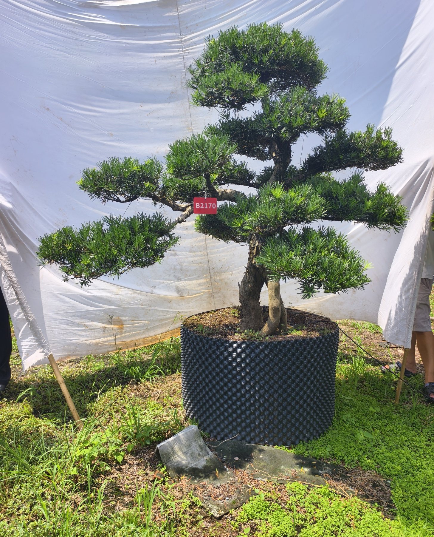 罗汉松·老桩矮霸（盆景桩）