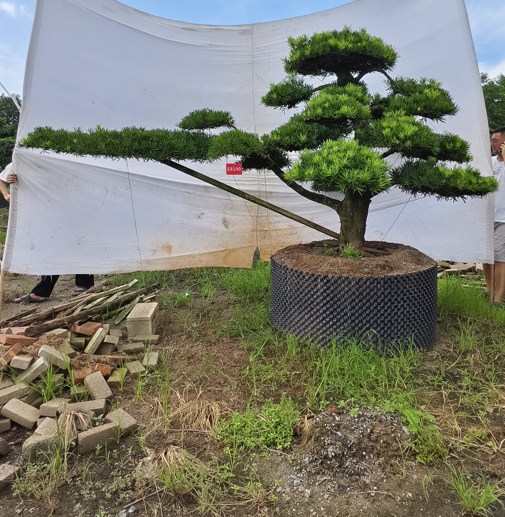 罗汉松·迎客