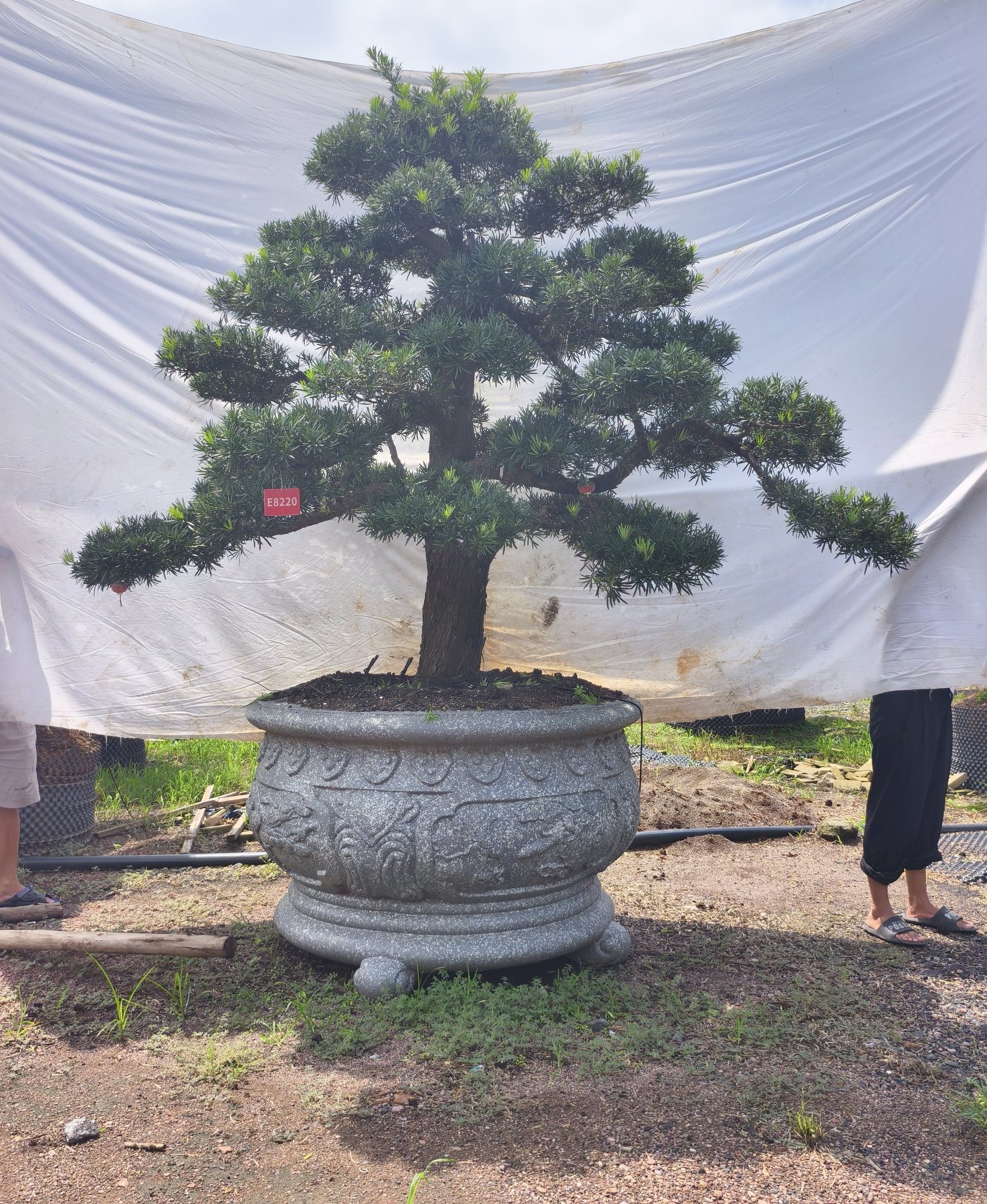 罗汉松·宝塔