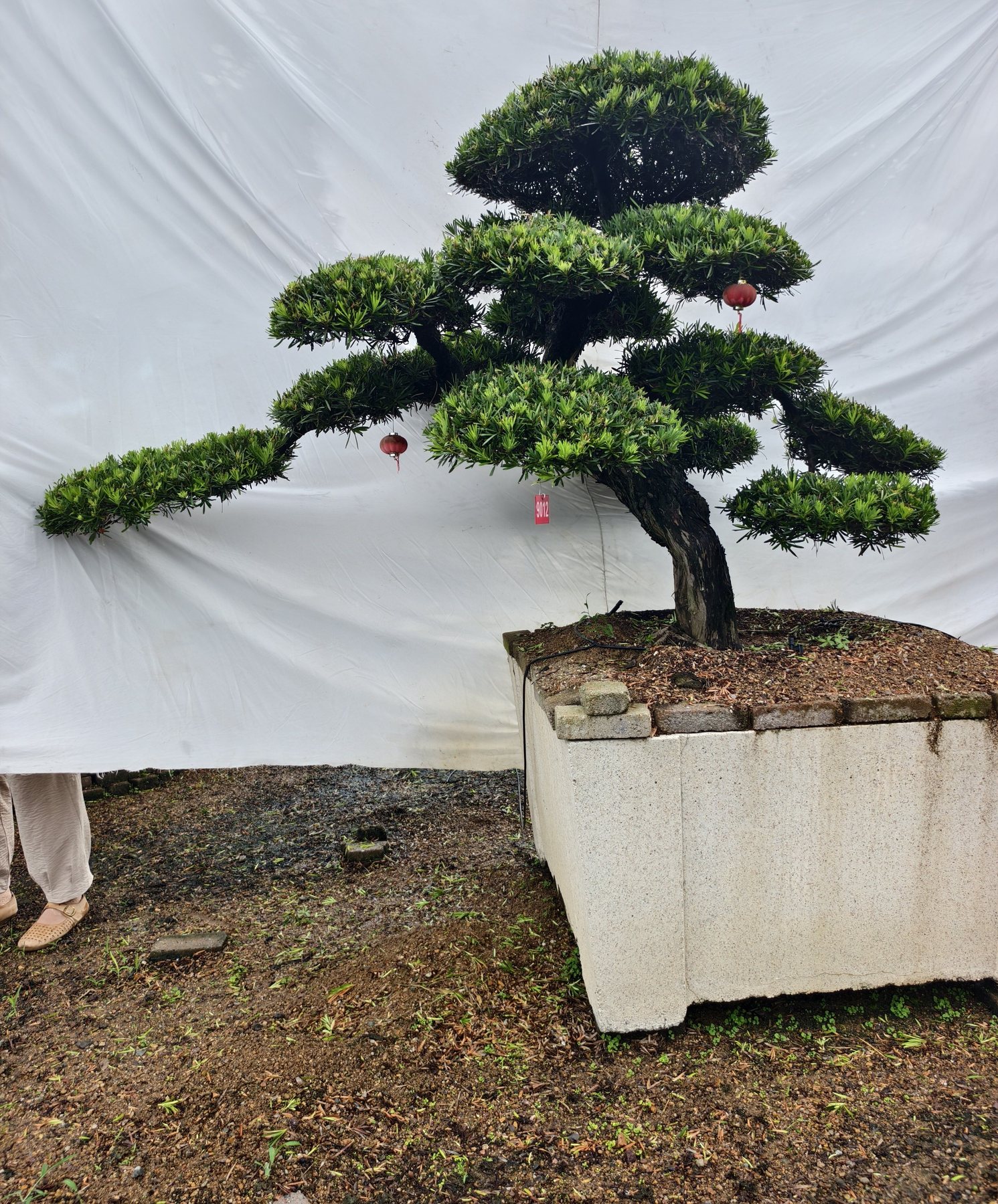 罗汉松·临水