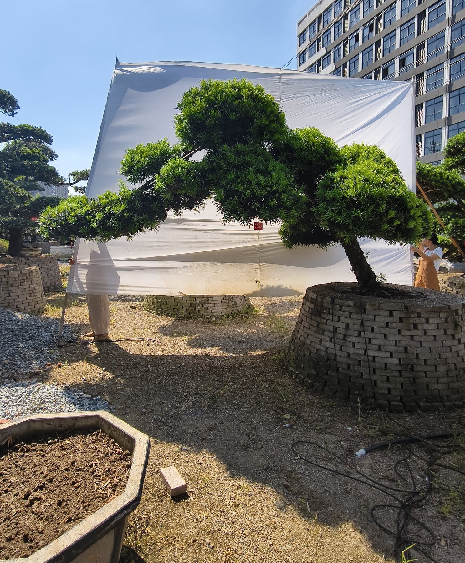 罗汉松·临水