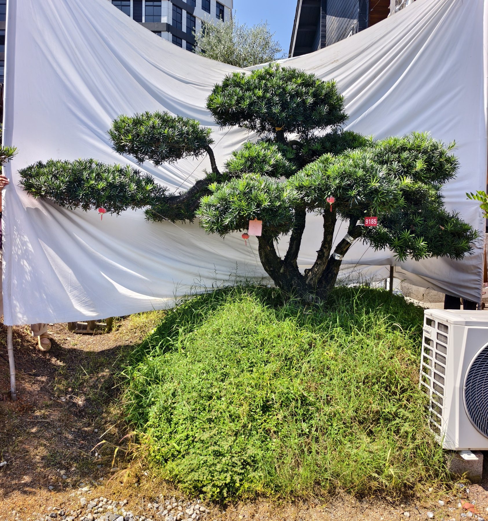 罗汉松·迎客