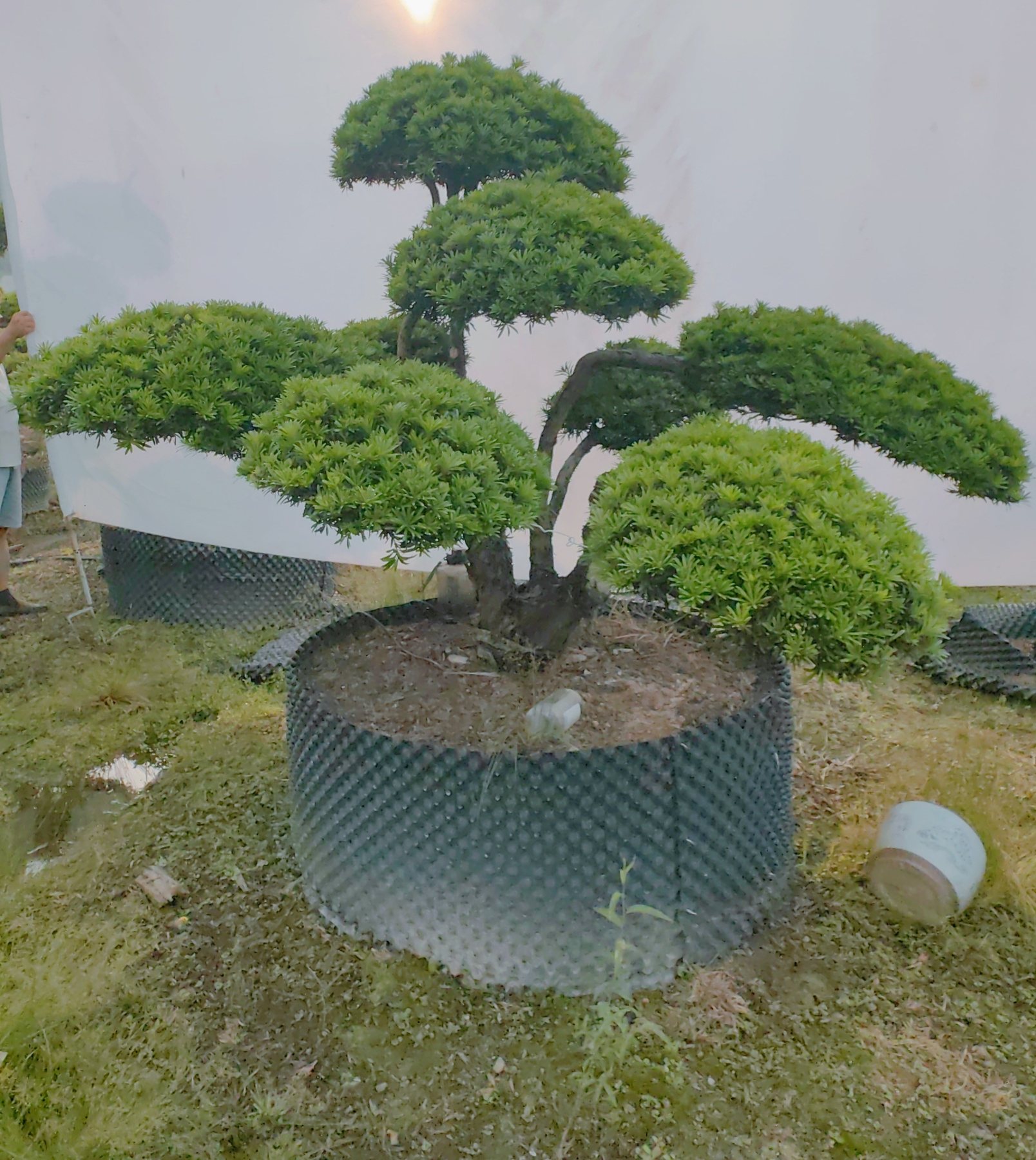 罗汉松·丛林